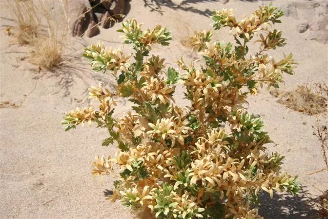 Sandwich Harbour 4x4