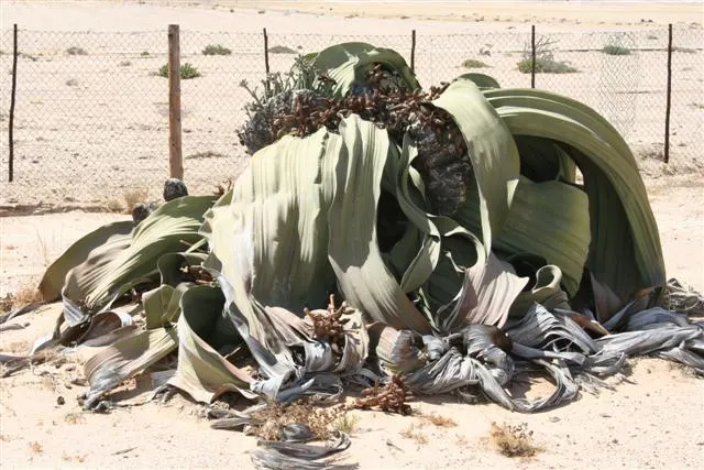 Welwitschia & Moon Landscape